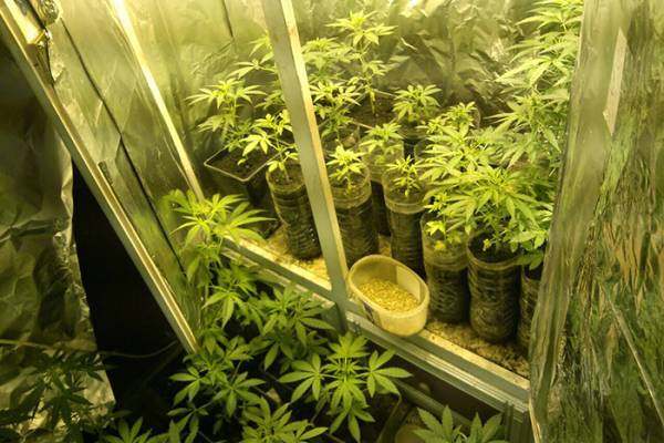 2,5 χρόνια για... εσωτερική καλλιέργεια: Αποξήρανση χασίς με λάμπα και ανεμιστήρα