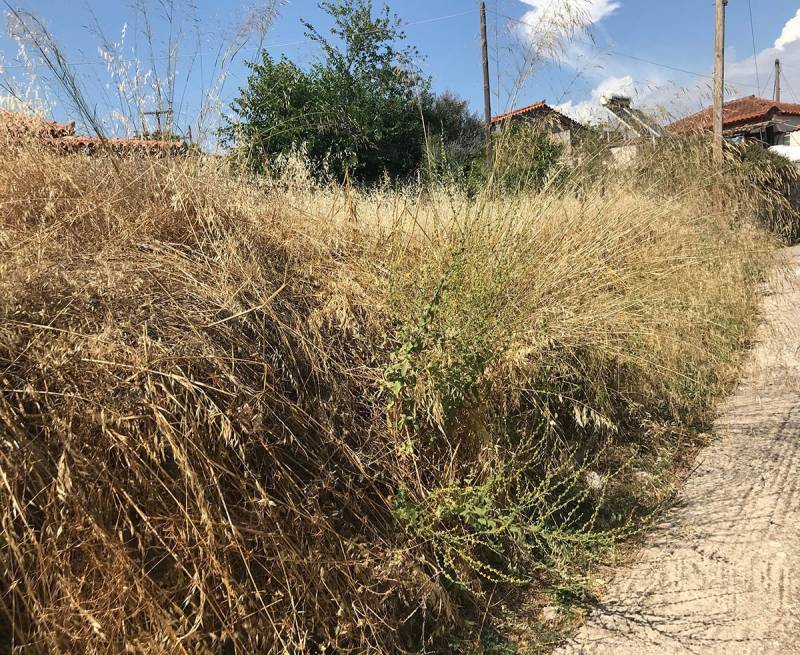 Δημοτική Επιτροπή Μεσσήνης: Αντιπαράθεση για τον καθαρισμό βλάστησης