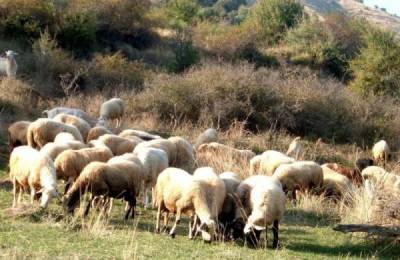 Κατανομή βοσκοτόπων στην Τριφυλία