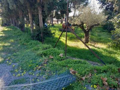 Καλαμάτα: Κουτραφούρης για την κατασκευή του πάρκου ελιάς