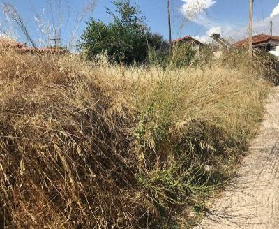 Προειδοποίηση του Δήμου Καλαμάτας: Υποχρεωτικός καθαρισμός ιδιωτικών οικοπέδων