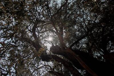 Εκπόνηση στρατηγικού σχεδίου για την ελαιοκομία