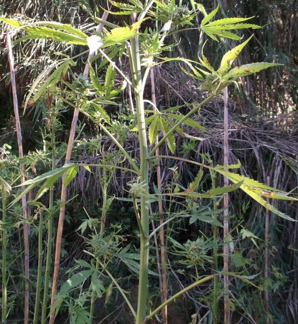 "Ορφανή" χασισοφυτεία εντοπίστηκε στη Βάλτα Τριφυλίας