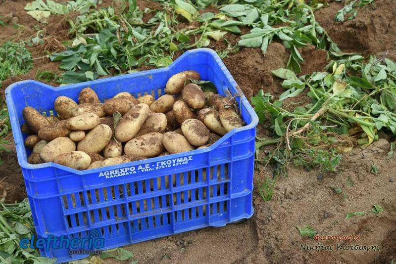 Η υψηλή ζήτηση κρατάει την τιμή της πατάτας - Τι αναφέρει ο Γ. Γκούμας στην "Ε"