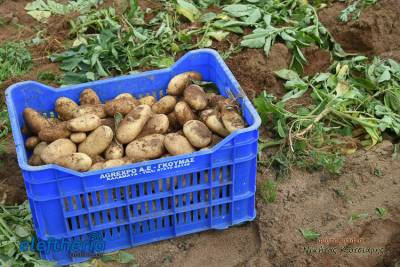 Η υψηλή ζήτηση κρατάει την τιμή της πατάτας - Τι αναφέρει ο Γ. Γκούμας στην "Ε"