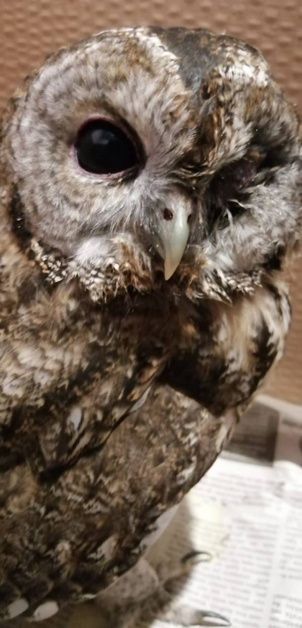 Πληγωμένα ζώα από φωτιές και οχήματα στο ΚΕΠΠΑΖ