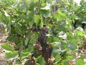 Ενημερωτική συνάντηση για τη σταφίδα στη Μεσσήνη