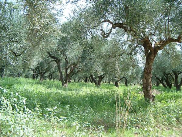 Αλυτα τα προβλήματα των δασικών χαρτών