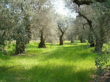Επιστολή Πετράκου για τη δακοκτονία