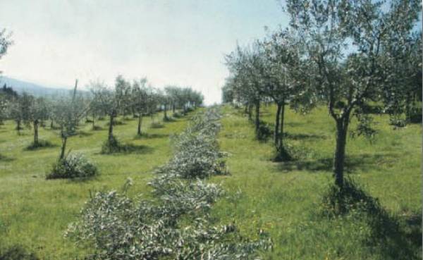 Διεθνές συνέδριο για την ελαιοκαλλιέργεια
