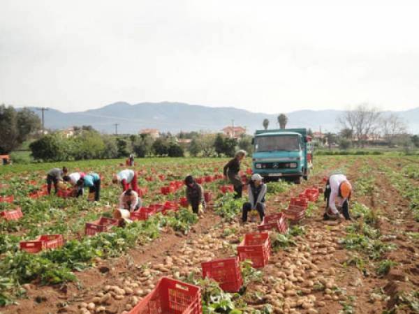 Λιγότερα στρέμματα ανοιξιάτικης πατάτας γιατί φοβούνται τη ζημιά οι παραγωγοί