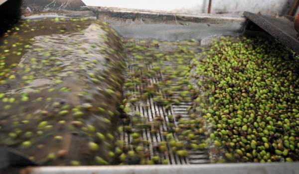 Καινοτομία στην ελαιοπαραγωγή από ζευγάρι Μεσσήνιων