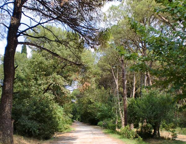 Απογευματινούς περιπάτους διοργανώνει ο Ε.Ο.Σ. Τρίπολης