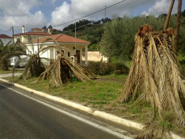 Ξεραμένοι φοίνικες στη Φοινικούντα