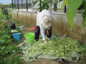 Εως 70 λεπτά το κιλό η τιμή των φασολιών