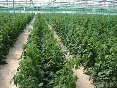 400 στρέμματα νέα θερμοκήπια στην Τριφυλία