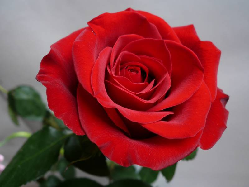 Εκδήλωση των Φιλοπρόοδων Φιλιατρών για τη γιορτή της Μητέρας