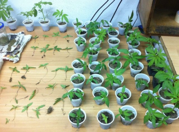 Σύλληψη 45χρονου για 91 δενδρύλλια κάνναβης στην Κόρινθο