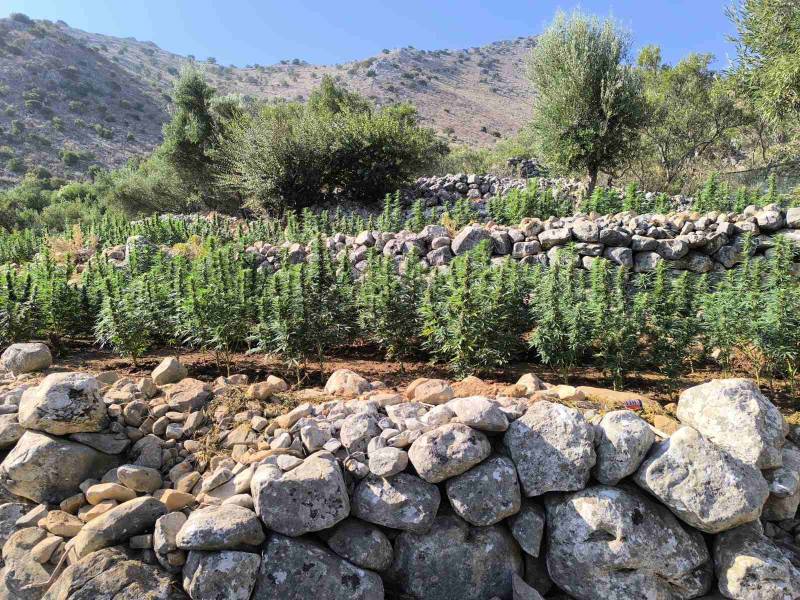 Εντοπίστηκε χασισοφυτεία με πάνω από 2.200 δενδρύλλια στην Κοκκάλα της Ανατολικής Μάνης (βίντεο)