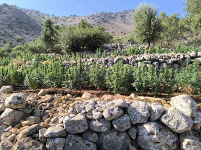 Εντοπίστηκε χασισοφυτεία με πάνω από 2.200 δενδρύλλια στην Κοκκάλα της Ανατολικής Μάνης (βίντεο)