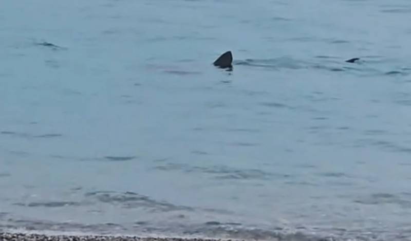 Καρχαρίας στο Λουτράκι: Κολυμπούσε ελάχιστα μετά από την ακτή (Βίντεο)