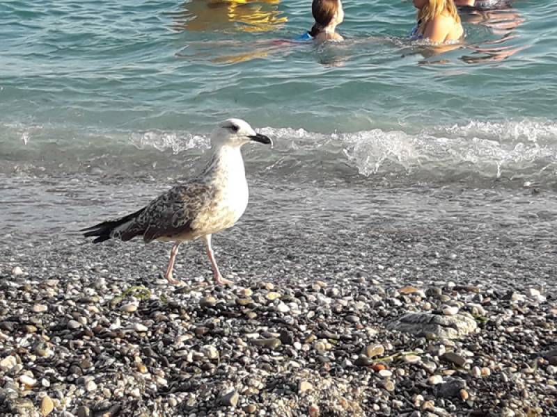 ”Καθαρά τα νερά στις παραλίες της Καλαμάτας” σύμφωνα με την Ειδική Γραμματεία Υδάτων του υπουργείου Περιβάλλοντος