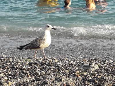 ”Καθαρά τα νερά στις παραλίες της Καλαμάτας” σύμφωνα με την Ειδική Γραμματεία Υδάτων του υπουργείου Περιβάλλοντος