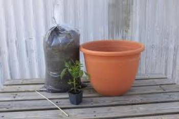 Οι γλάστρες και τα φυτά των κομματικών χρισμάτων