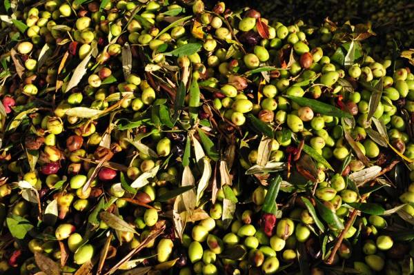 Η ελιά μπορεί να ανοίξει τον δρόμο προς τις διεθνείς αγορές