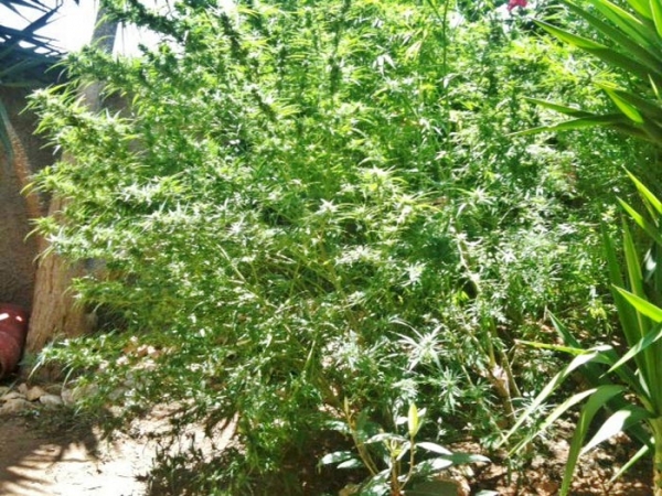 Καλλιεργούσε χασίς στην αυλή του σπιτιού του