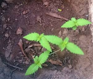 Συνελήφθη 34χρονος για ναρκωτικά στην Κορινθία