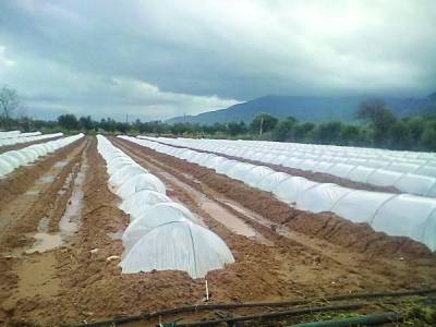 Ξεσκέπασμα καρπουζιών νωρίτερα από άλλες χρονιές στην Τριφυλία