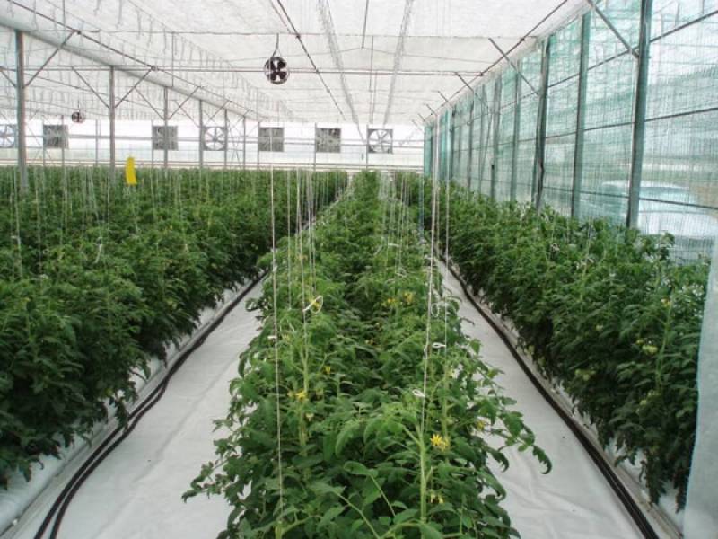 Μεταπτυχιακό του ΤΕΙ Πελοποννήσου στην Υδροπονία