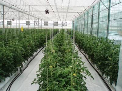 Μεταπτυχιακό του ΤΕΙ Πελοποννήσου στην Υδροπονία