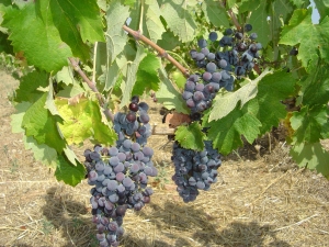 Συνάντηση Σμυρνιώτη με αμπελουργούς και οινοποιούς στην Τρίπολη