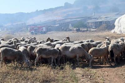 Κρήτη: Παρατείνονται τα προληπτικά μέτρα για την ευλογιά των αιγοπροβάτων