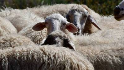 Βουλευτές του ΚΚΕ για καταρροϊκό πυρετό στην Περιφέρεια Πελοποννήσου