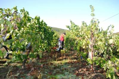 Εως τις 27 Νοεμβρίου οι αιτήσεις για αναδιάρθρωση και μετατροπή αμπελώνων