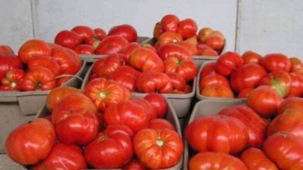 Συναγερμός στην Τριφυλία για τον ιό καστανής ρυτίδωσης στην ντομάτα