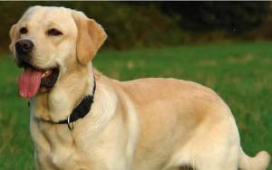 Αλλοι βάζουν ακόμα φόλες... κι άλλοι ιδρύουν “Αστυνομία ζώων”