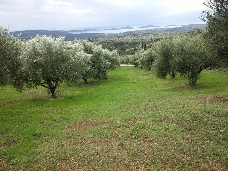 Νέα νομοθετική ρύθμιση για δασικούς χάρτες