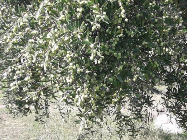 Εκτός δακοκτονίας τα ορεινά χωριά Καλαμάτας