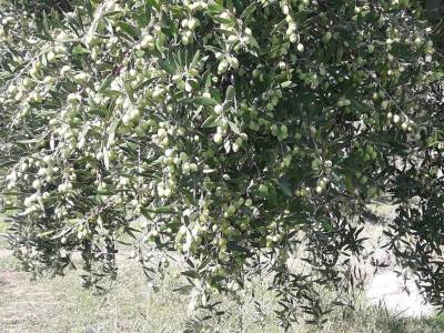 Εκτός δακοκτονίας τα ορεινά χωριά Καλαμάτας