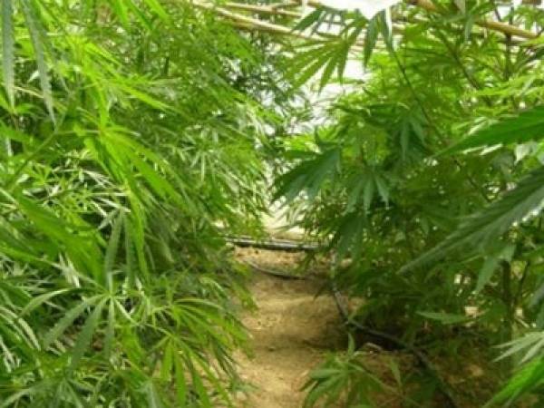 Δύο συλλήψεις για καλλιέργεια χασίς σε χωριά της Αρκαδίας