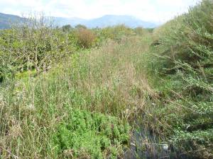 Καθαρισμό του Αρι ζητεί ο πρόεδρος της Μικρομάνης