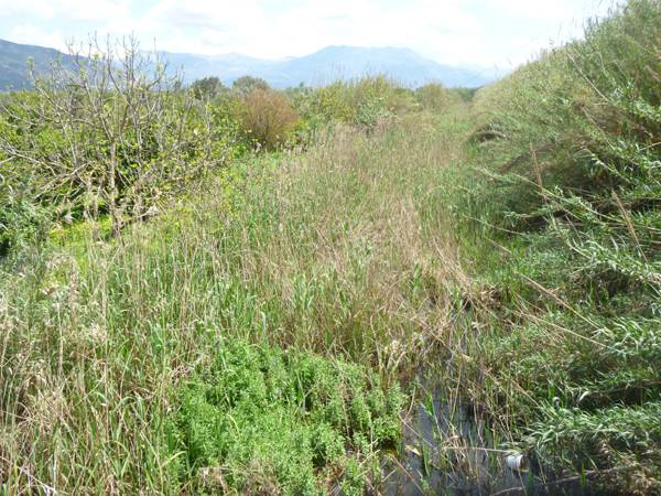 Καθαρισμό του Αρι ζητεί ο πρόεδρος της Μικρομάνης