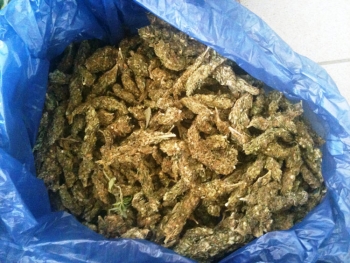 Πιάστηκε στην περιοχή της Πύλου με 5,8 κιλά χασίς