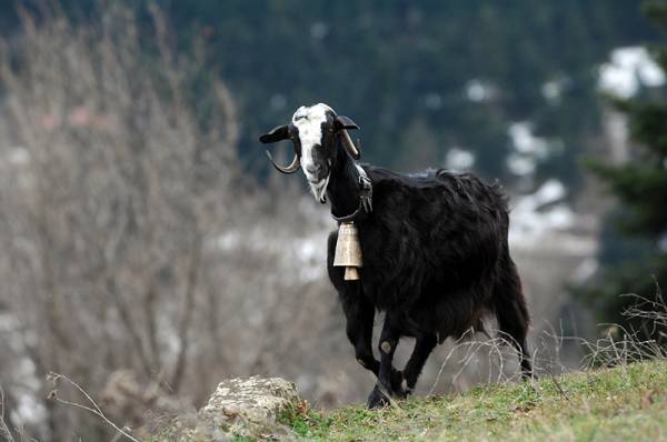 7 χρόνια γιατί σκότωσε την κατσίκα του γείτονα σε χωριό της Μάνης