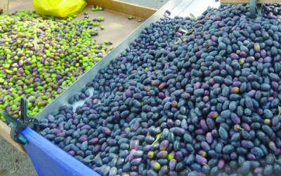 Επί τάπητος: Δύσκολη η επέκταση του ΠΟΠ "Ελιά Καλαμάτας"