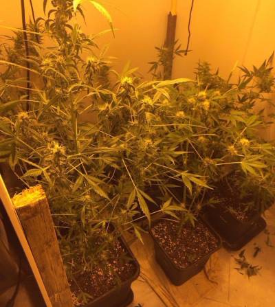 Δύο συλλήψεις για χασίς στο Καρτερόλι Μεσσηνίας